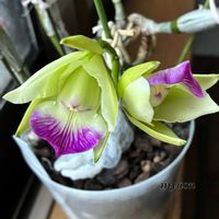 ユパ,蘭、らん、ラン,C.walkerian semi alba ''Puanani'',C.walkeriana semi-alba‘Puanani’,Yupaの画像