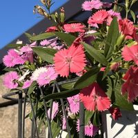 ダイアンサス(なでしこ),鉢植え,ネコ好き,ピンクの花,花のある暮らしの画像