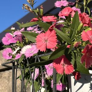 ダイアンサス(なでしこ),鉢植え,ネコ好き,ピンクの花,花のある暮らしの画像