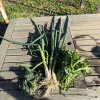 春菊,九条ネギ,スティックブロッコリー,今年最後の満月コールドムーン,市民農園の画像