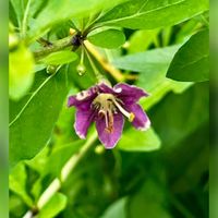 クコ,イルミネーション,お月様,実家の近く,東京スカイツリーの画像