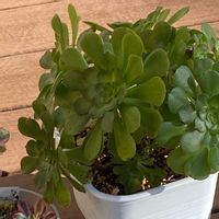 火祭り,パープルヘイズ,エレガンス,アエオニウム属　黒天使,多肉植物の画像