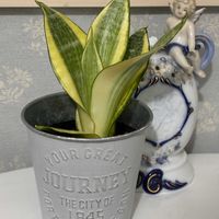 スパティフィラム,パッションフルーツ,サンスべリア,観葉植物,北欧雑貨の画像