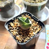 アガベ,プミラの画像