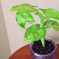 シンゴニウム,シンゴニウム ライム,観葉植物,ハイドロカルチャー,水耕栽培の画像