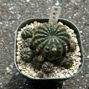 サボテン,光虹丸,お花咲かせ隊,いとみのサボテン,こっそり忍び込ませ隊の画像