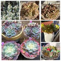 多肉植物,素敵便,ありがとう❤️,多肉女子,繋がりに感謝✨の画像