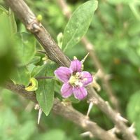 クコ,クコの実。,公園,可愛い,癒しの画像