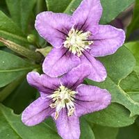 クコ,クコ,花木,落葉低木,実物の画像