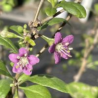 クコ,枸杞（くこ）の実,アツバクコ,今日のお花,木に咲く花の画像