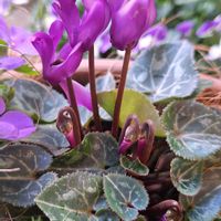 シクラメン ドラゴン ディープブルー,植木鉢,青い花マニア,チーム・ブルー,金曜日の蕾たちの画像