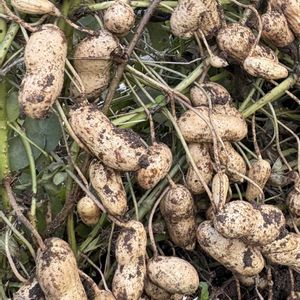 落花生,花束,ランチ,忘年会,２０２０年５月同期の画像