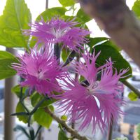 ナデシコ,カワラナデシコ,ありがとう♡,祈り,素敵な仲間たちの画像