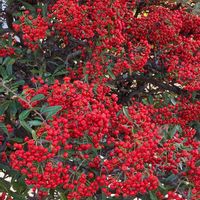 ストック,ストック,バラ,バラ,ピラカンサの画像