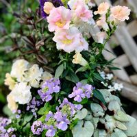 ベロニカ グレース,キンギョソウ・トゥイニー,セリフラミンゴ,パンジー ファビュラス,寄せ植えの画像