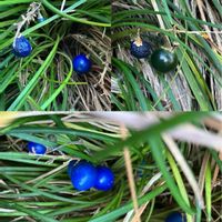 チェリーセージ,チェリーセージ,バラ,バラ,カタバミの画像