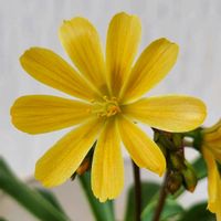 レウィシア,レウィシア,可愛い❤,玄関内側の画像