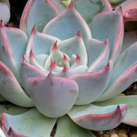 寄せ植え,多肉植物,リメ缶,多肉寄せ植え,リメ鉢の画像