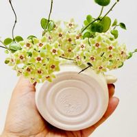 ホヤ・カルノーサ,サクラランの画像