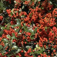 エキナセア,ピラカンサ,ピラカンサ,富有柿,富有柿の画像