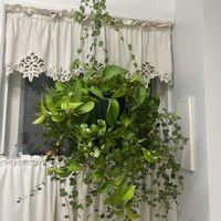 ポトス,ワイヤープランツ,花のある暮らし,緑のある暮らし,観葉植物のある暮らしの画像