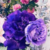 トルコキキョウ,トルコキキョウ,八重咲き,生け花,保湿の画像