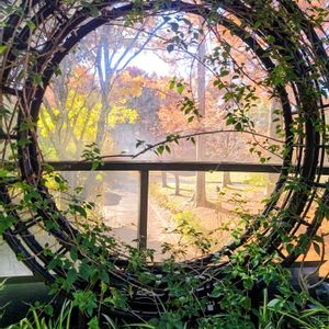 エノキ,ラクウショウ,紅葉（こうよう）,服部緑地都市緑化植物園,みどりのまとめNo.103の画像