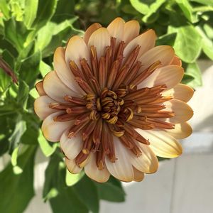 オスぺオスペルマム,可愛い〜♡,花のある暮らし,癒し…,咲いた❤の画像