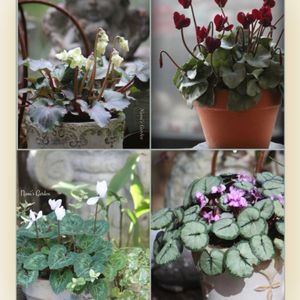 冬越し準備,nami's gardenのシクラメン,ベランダの画像