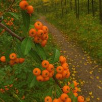 ピラカンサ,赤い実,山道の画像