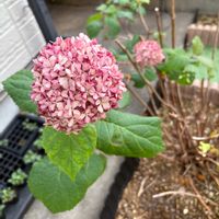 アナベル,ピンクのアナベル2の画像