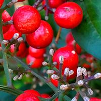 サザンカ,ナンテン,ヒイラギ,ピラカンサ,ボケの画像