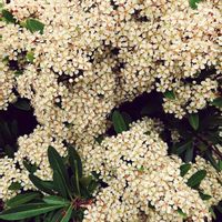 プレクトランサス,八重ハイビスカス,ピラカンサの花,雲仙岳,ピラカンサの実✨の画像