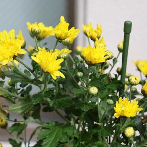 クリセンサム シャルメ,ビタミンカラー,沖縄,幸せの黄色いお花,おうち園芸の画像