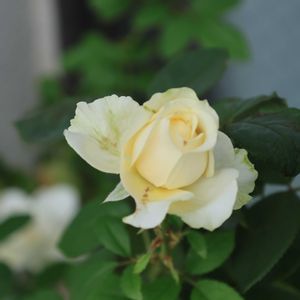 バラ、薔薇、ばら,沖縄,おうち園芸,ベランダの画像