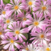 メセン,コノフィツム属,タニラー,その他部屋の画像