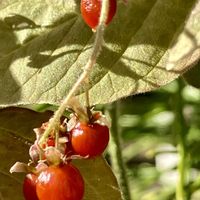 ジュズサンゴ,ジュズサンゴ,花のある暮らし,GSに感謝。,庭の画像