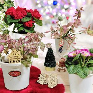 ポインセチア,ポインセチア,プリムラ　ジュリアン,プリムラ　ジュリアン,大銀龍の画像