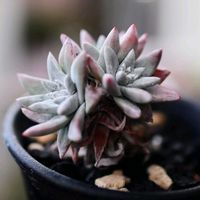 ダドレア グリーニー,多肉植物,ダドレア,ダドレア属の画像