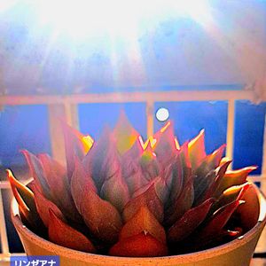 リンゼアナ,朝日を浴びて,植物男子ベランダー,エケベリア好き,リンゼアナ エケベリア属の画像