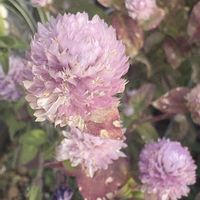 エキナセア,バラ ピンクダブルノックアウト,千日紅（せんにちこう）,癒し,薔薇♪の画像