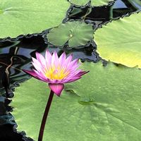スイレン,植物園,温室,おでかけ先の画像