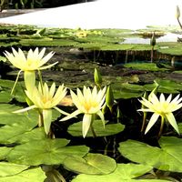 スイレン,スイレン,植物園,温室,ガーデンの画像