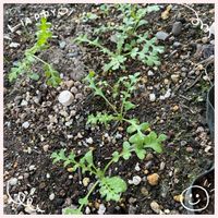 キク,ネモフィラ,大文字草,クリサンセマム　マウントオービスク,復興祈願の画像