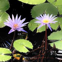 スイレン,スイレン,植物園,温室,ガーデンの画像