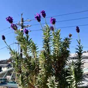 イングリッシュラベンダー,成長記録,ベランダの画像