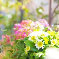 マトリカリア,寄せ植え,白い花,かわいいな♡,植物のある暮らしの画像