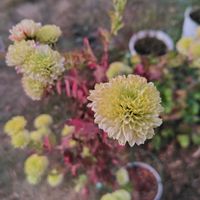 ウインターコスモス,スプレーマム,スプレーマム,レモンマリーゴールド,花のある暮らしの画像