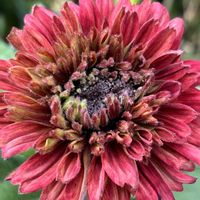 ルドベキア,癒し,花のある暮らし,植物のある暮らし,お庭のお花の画像