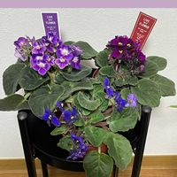 セントポーリア,花のある暮らし,新しい仲間,お花大好き♡,がんに負けるな！の画像